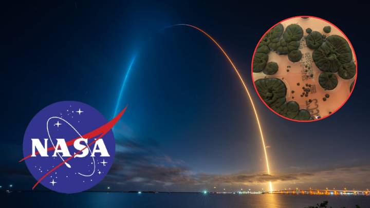 Increíble noticia para la NASA: un hongo del desastre de Chernóbil da una luz de esperanza al futuro de la humanidad