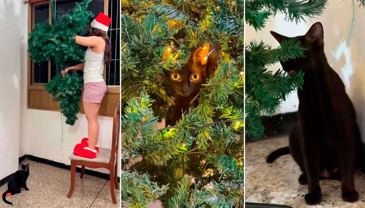 El árbol vs. “La gata loca”: la pelea navideña que se volvió furor en TikTok