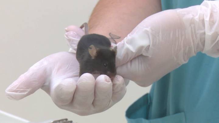 Una investigación de Stanford descubre cómo regenerar los cartílagos dañados por la artrosis