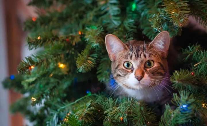 Cómo evitar que los gatos rompan el árbol de Navidad