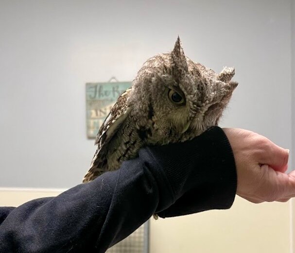Injured owl headed to rehab
