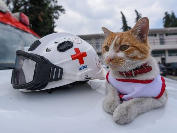 ‘Cruzberto’, el gato voluntario de la Cruz Roja Toluca, muere atropellado