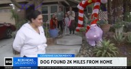 Dog found in Michigan reunited with family 5 years after going missing
