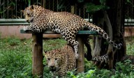 Seven persons injured in leopard attack in Nagpur