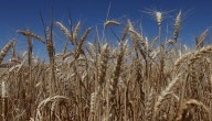 La cosecha rusa de trigo 2026-2027 será de 86,5 millones de toneladas, dice Argus