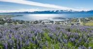 De herramienta para frenar la erosión a plaga ecológica: la bonita flor violeta que invade Islandia