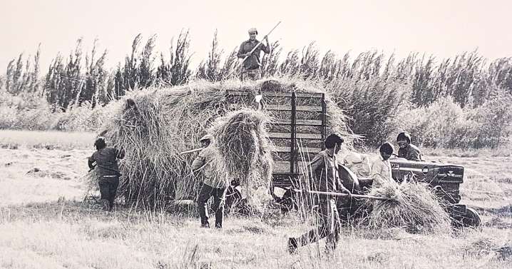 El primer cultivo del Valle que se reinventa 100 años después de la mejor época