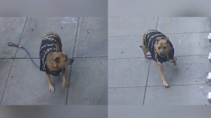 San Francisco police find assault victim's dog