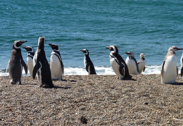 Poblaciones enteras de pingüinos africanos han disminuido 95% en solo ocho años