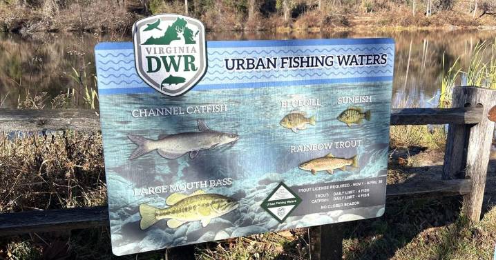 WATCH: Rainbow, brown and tiger trout stocked in Clemmons Lake at Ivy Creek Park