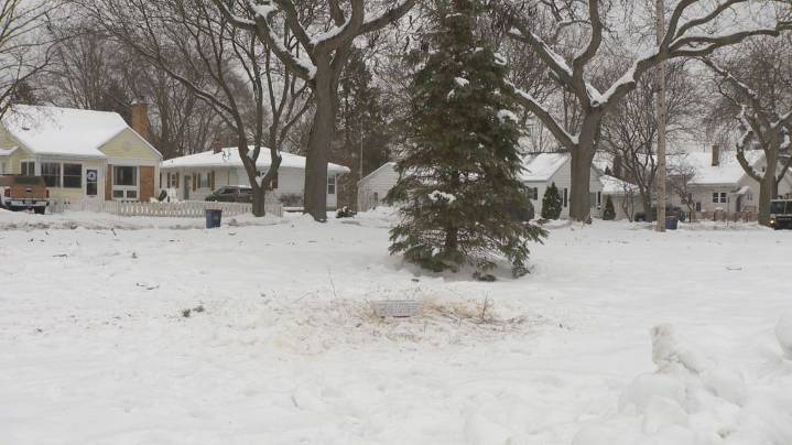 Vandals remove evergreen tree in Grand Rapids' Richmond Park, sparking city investigation