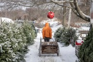 You can now get a Christmas tree for $1