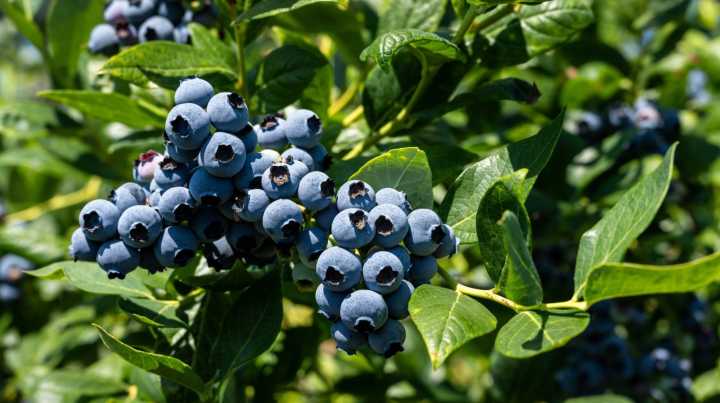 16 Plants To Avoid Growing Next To Blueberries At All Costs