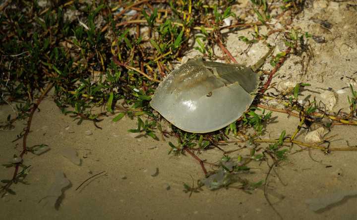 Cacerolita de mar, en riesgo
