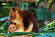 This baby Goodfellow's tree kangaroo "came out slaying!"