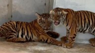 Four rescued tiger cubs die at Mysuru rehabilitation centre