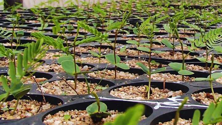 El Gran Chaco lo extraña