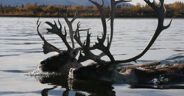 Western Arctic Caribou Herd, long Alaska’s biggest, continues its population decline