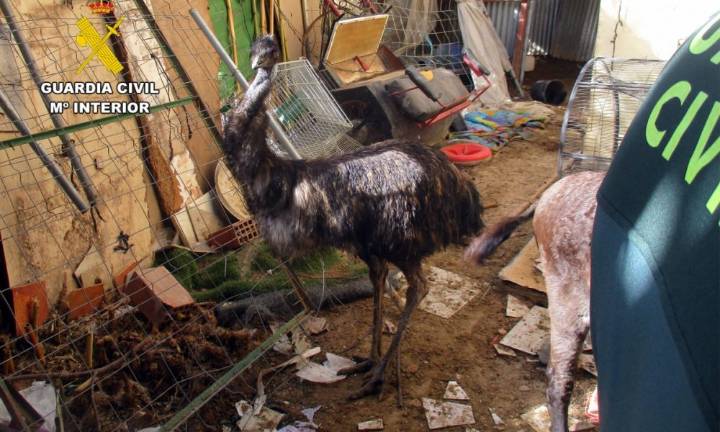 Impactante hallazgo en Lorca: decenas de animales malvivían en un núcleo zoológico clandestino
