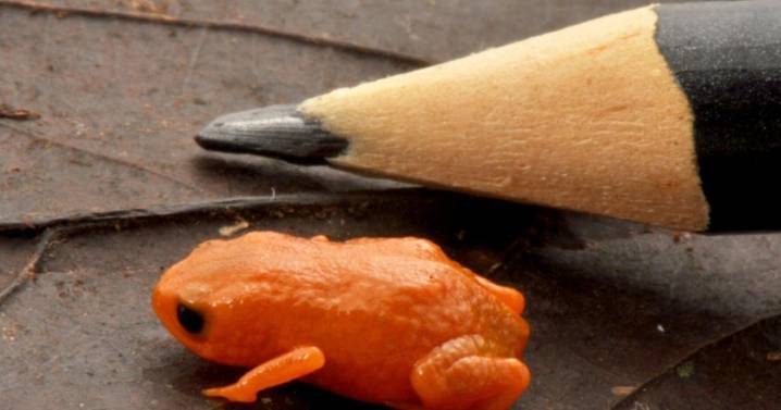 New species of tiny frog size of top of pencil found in Brazil