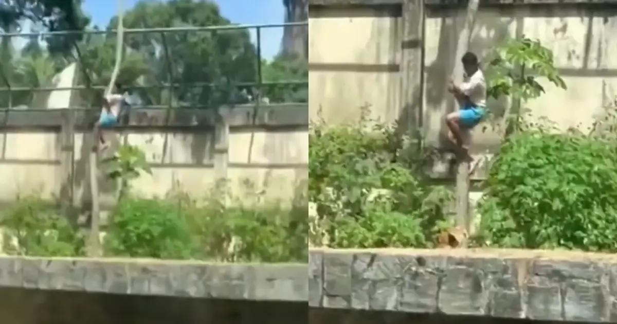 Joven muere devorado por leona tras invadir su recinto en Brasil