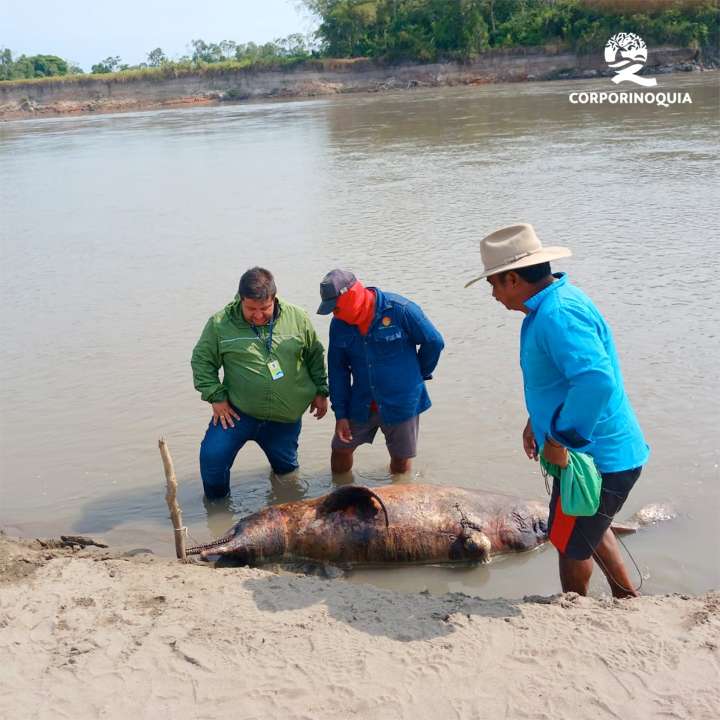 Corporinoquia rechaza la muerte de una Tonina en el río Meta