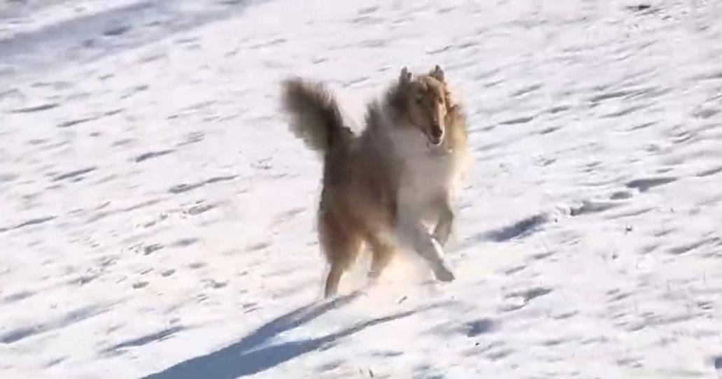 Quick-thinking rescuers save freezing dog from icy pond in Iowa