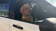 San Mateo police recover stolen dog