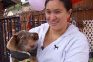Dog Disappears in California Resurfaces Tied to a Fence in Detroit 5 Years Later