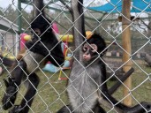 Alabama's exotic animal ownership laws and challenges