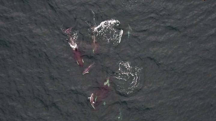 Dolphins, killer whales spotted hunting together in rare footage