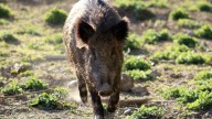El Gobierno valenciano pagará 40 euros por cada jabalí cazado para reducir la población