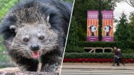 2 zookeepers bitten by ‘bearcat’ at DC’s National Zoo