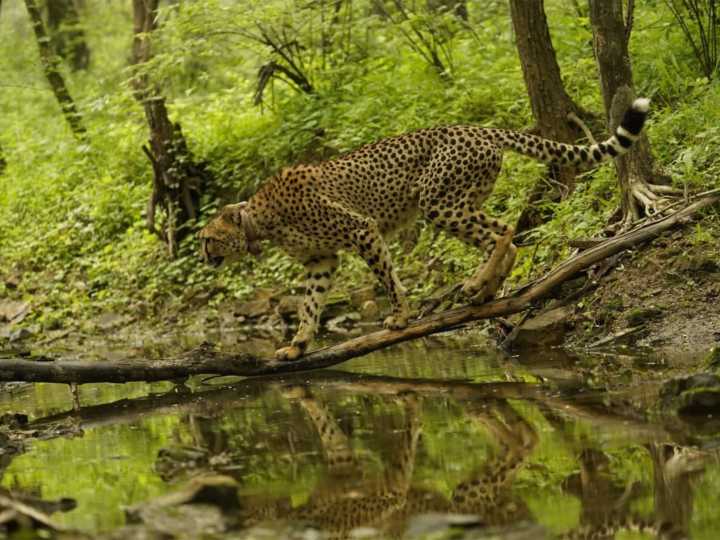 PM Modi extends wishes on International Cheetah Day