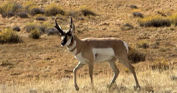 Pronghorn populations plummet in southwest Montana as FWP plots hunting changes