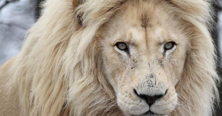 Toronto Zoo puts down lion Fintan amid health problems