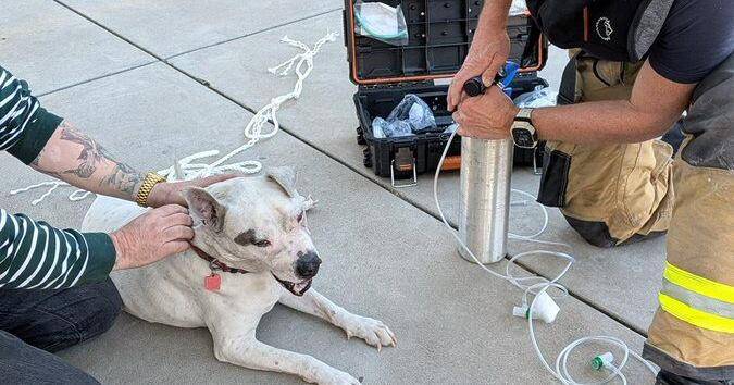 Bystanders save pets from car fire in Tucson