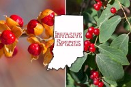 Why Bright Winter Berries in Indiana Are Raising Concerns