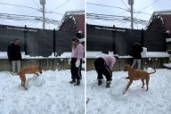 Couple try to build snowman in their back yard, dog has other ideas