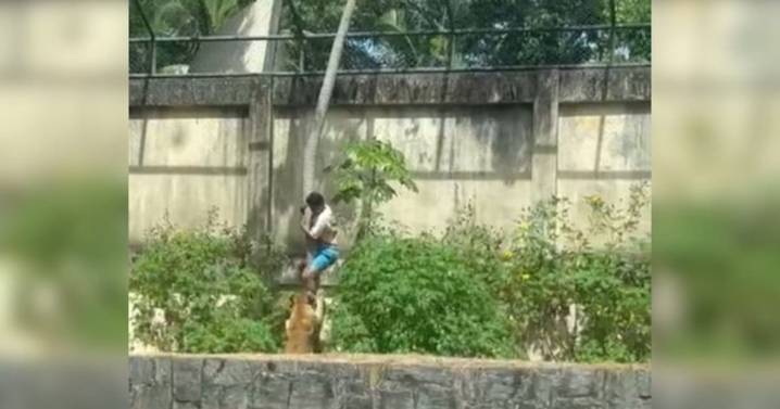 Impactante video: Joven entró a jaula y murió atacado por una leona en zoológico