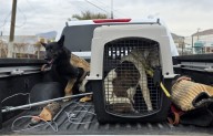 Aseguran a perra y sus 5 cachorros; atacó a un hombre