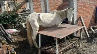 Rescatan a caballo en Atlixco, padece desnutrición severa