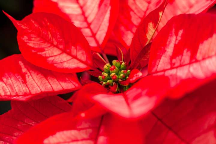Nochebuena, tesoro natural de los campos mexicanos