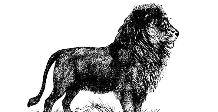 Ancient Bulgarian Skeleton Shows Man Survived a Lion Attack, Researchers Say