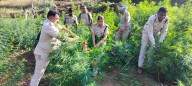 State-wide drive targets illegal ganja cultivation