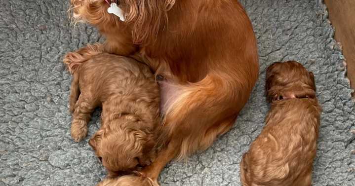 Owners reunited with stolen dog heartbroken over 4 pups still missing