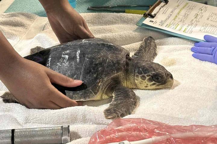 35 Cold-Stunned Endangered Sea Turtles Wash Up on New England Beach