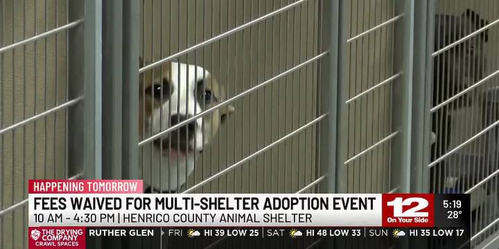 Fees waived for multi-shelter adoption event