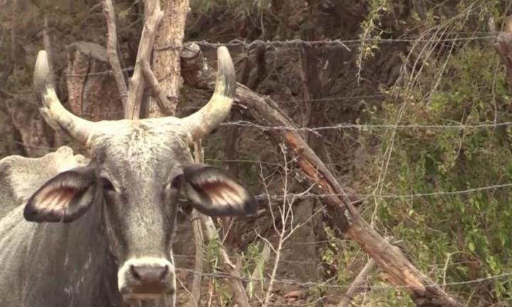 “Si no denuncian, no podemos hacer nada”: Sedarh ante casos de abigeato