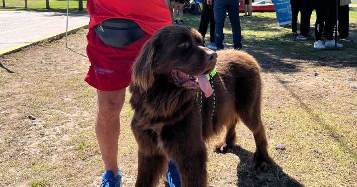 Justo, el primer perro guardavidas de Neuquén: el tierno Terranova que debuta este verano